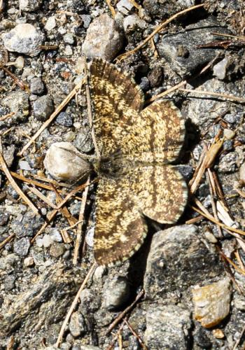Ematurga atomaria